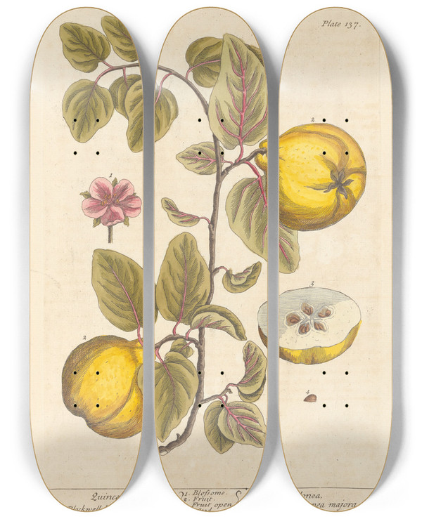 Triptych art skateboard deck of Elizabeth Blackwell Quinces by Elizabeth Blackwell (1707-1758)