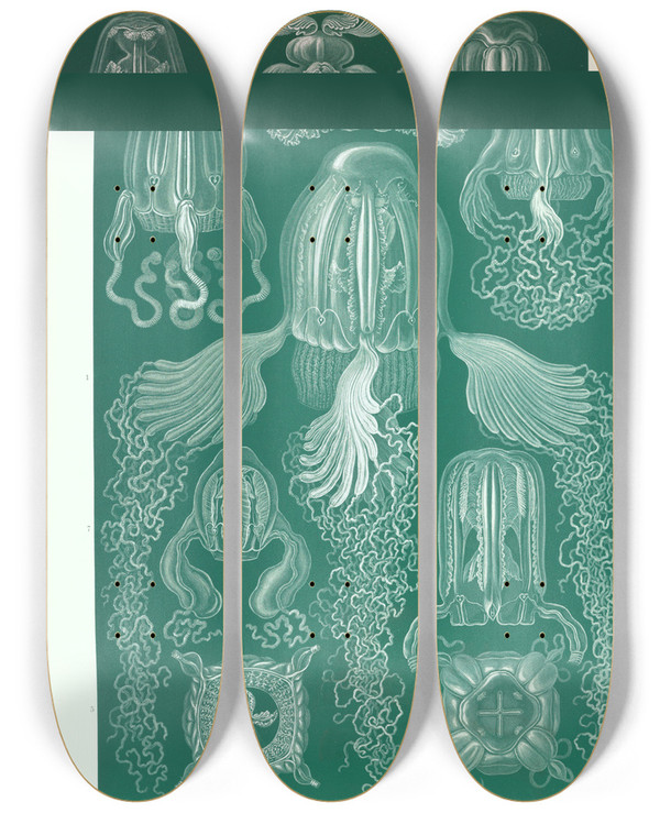 Triptych art skateboard deck of Ernst Haeckel Cubomedusae Wrfelquallen by Ernst Haeckel (1834-1919)