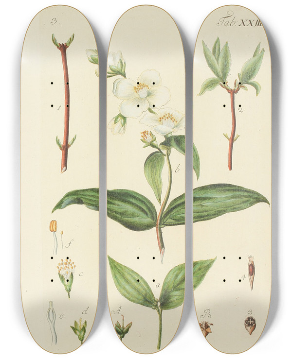 Triptych art skateboard deck of Carl Christoph Oelhafen Von Schllenbach Abbildung Der Wilden Bume Stauden Und Buschgewchse Pl134 by Carl Christoph Oelhafen Von Schollenbach (1709-1785)
