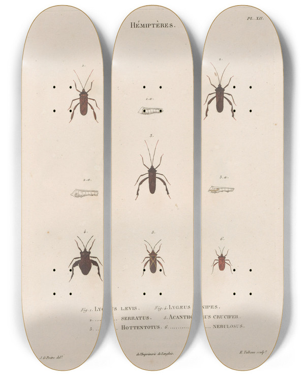 Triptych art skateboard deck of Jean Gabriel Pretre Insectes Recueillis En Afrique Et En Amrique Pl55 by Jean Gabriel Pretre (1768-1849)
