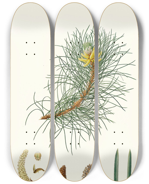 Triptych art skateboard deck of Aylmer Bourke Lambert Pinus Laricio Corsican Pine by Aylmer Bourke Lambert (1761-1842)
