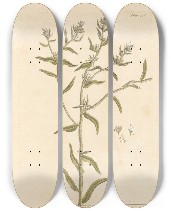 Triptych art skateboard deck of Elizabeth Blackwell Gromill by Elizabeth Blackwell (1707-1758)