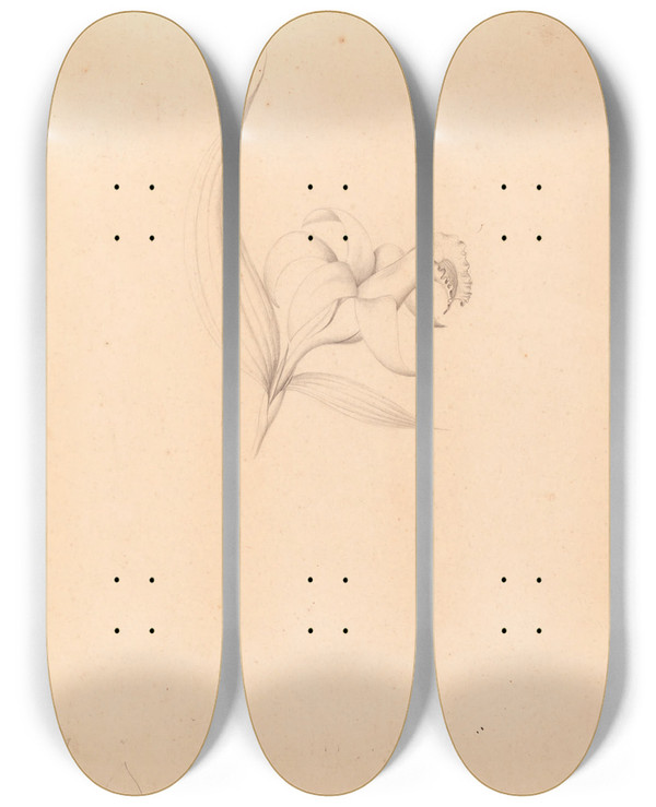 Triptych art skateboard deck of Joo Barbosa Rodrigues Iconographie Des Orchidees Du Bresil Pl60 by Joao Barbosa Rodrigues (1842-1909)