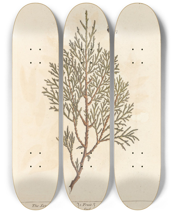 Triptych art skateboard deck of Elizabeth Blackwell The Savine Tree by Elizabeth Blackwell (1707-1758)