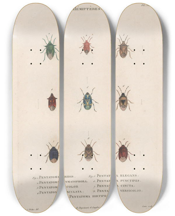 Triptych art skateboard deck of Jean Gabriel Pretre Insectes Recueillis En Afrique Et En Amrique Pl51 by Jean Gabriel Pretre (1768-1849)
