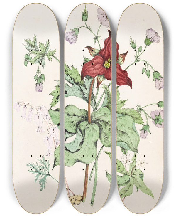 Triptych art skateboard deck of Agnes Fitzgibbon Squirrel Corn Purple Trillium Wild Cranes Bill Star Flower Chickweed by Agnes Fitzgibbon (1833-1913)
