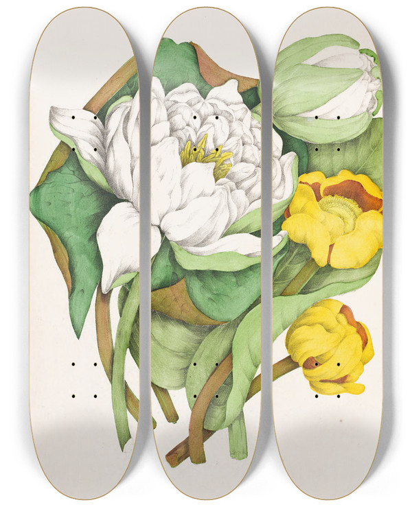 Triptych art skateboard deck of Agnes Fitzgibbon Sweet Scented Water Lily Yellow Pond Lily by Agnes Fitzgibbon (1833-1913)
