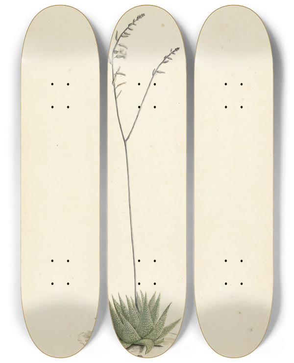 Triptych art skateboard deck of Laurens Vincentsz Van Der Vinne Bloeiende Alo by Laurens Vincentsz. van der Vinne (1658-1729)