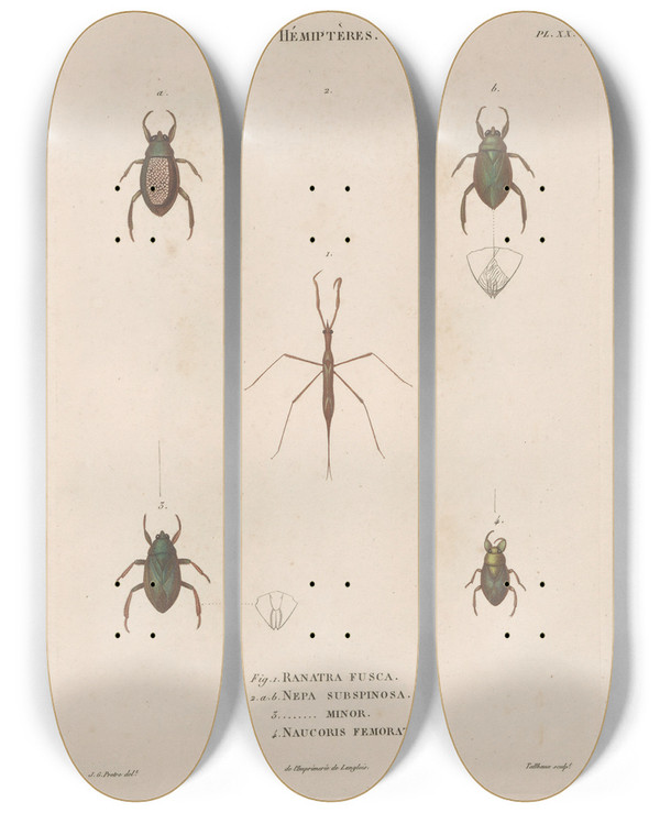 Triptych art skateboard deck of Jean Gabriel Pretre Insectes Recueillis En Afrique Et En Amrique Pl58 by Jean Gabriel Pretre (1768-1849)