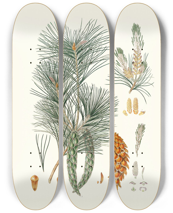 Triptych art skateboard deck of Aylmer Bourke Lambert Pinus Strobus Weymouth Pine by Aylmer Bourke Lambert (1761-1842)