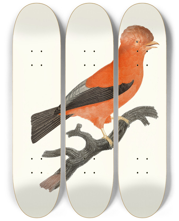 Triptych art skateboard deck of Jacques Barraband Le Coq De Roche Du Prou by Jacques Barraband (1767-1809)