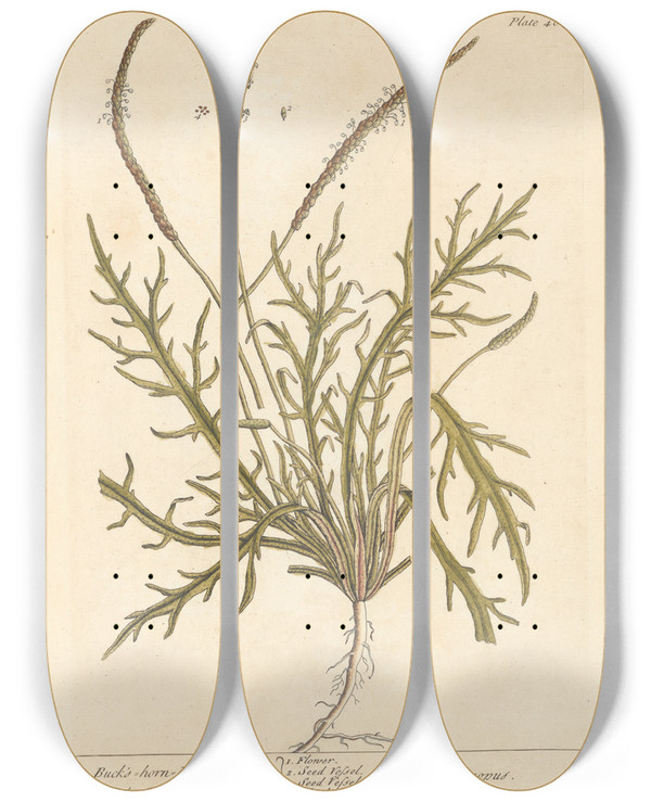 Triptych art skateboard deck of Elizabeth Blackwell Buckshorn Plantain by Elizabeth Blackwell (1707-1758)