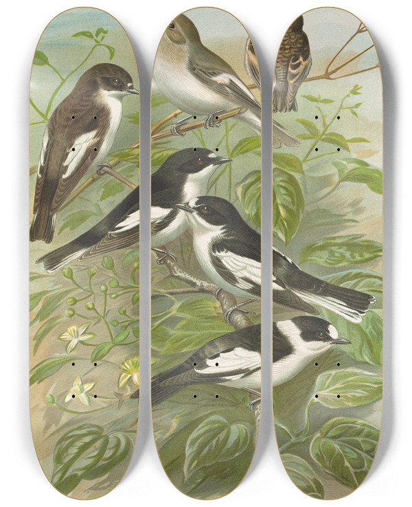 Triptych art skateboard deck of Johann Friedrich Naumann Muscicapa Atricapill Muscicapa Collaris Semitorquata Muscicapa Collaris Bechst by Johann Friedrich Naumann (1780-1857)