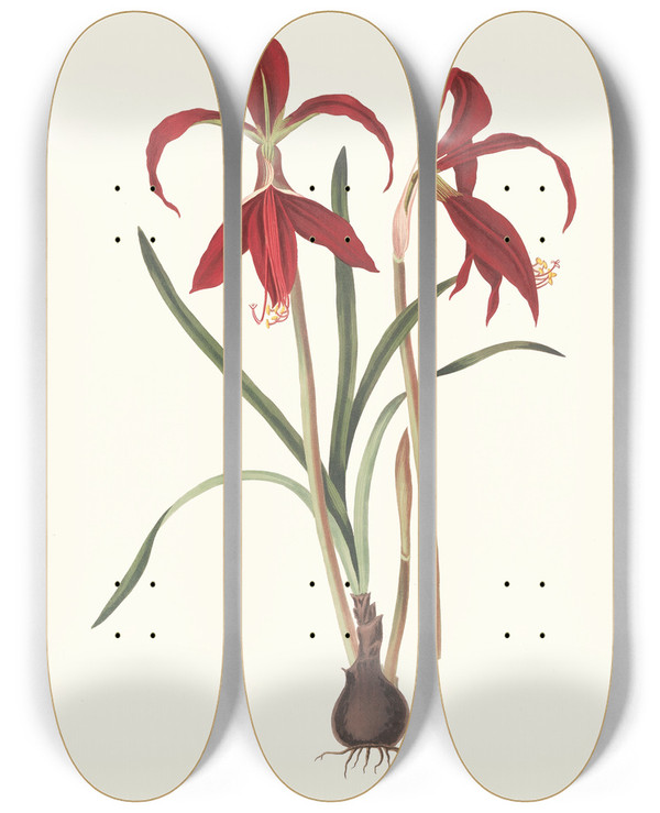 Triptych art skateboard deck of Priscilla Susan Bury Amaryllis Formosissima by Priscilla Susan Bury (1799-1872)