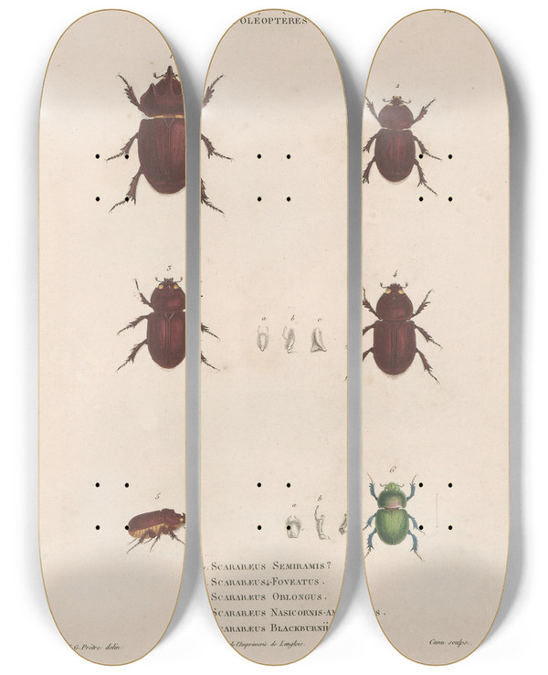 Triptych art skateboard deck of Jean Gabriel Pretre Insectes Recueillis En Afrique Et En Amrique Pl22 by Jean Gabriel Pretre (1768-1849)