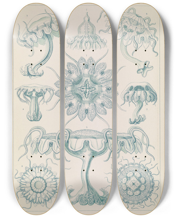 Triptych art skateboard deck of Ernst Haeckel Discomedusae Scheibenquallen_1 by Ernst Haeckel (1834-1919)