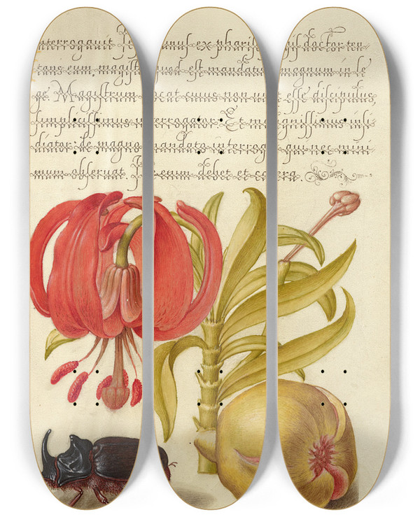 Triptych art skateboard deck of Joris Hoefnagel Scarlet Turks Cap Rhinoceros Beetle And Pomegranate by Joris Hoefnagel (1542-1600)