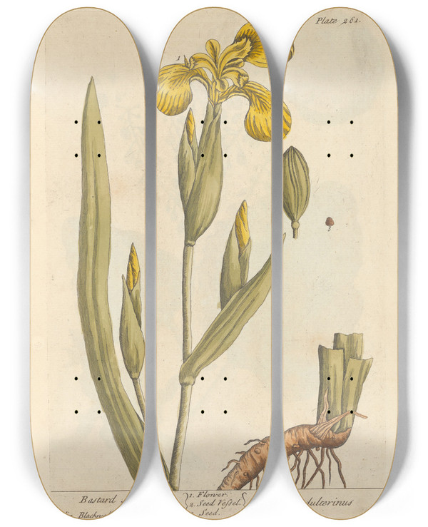 Triptych art skateboard deck of Elizabeth Blackwell Bastard Acorus by Elizabeth Blackwell (1707-1758)