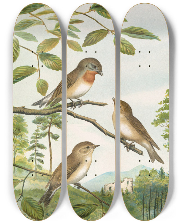 Triptych art skateboard deck of Johann Friedrich Naumann Muscicapa Parva Bechst by Johann Friedrich Naumann (1780-1857)