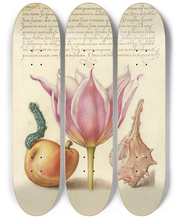 Triptych art skateboard deck of Joris Hoefnagel Caterpillar Pear Tulip And Purple Snail by Joris Hoefnagel (1542-1600)