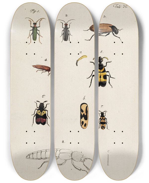 Triptych art skateboard deck of Johann Caspar Fuessli Archives De Lhistoire Des Insectes Pl32 by Johann Caspar Fuessli (1743-1786)