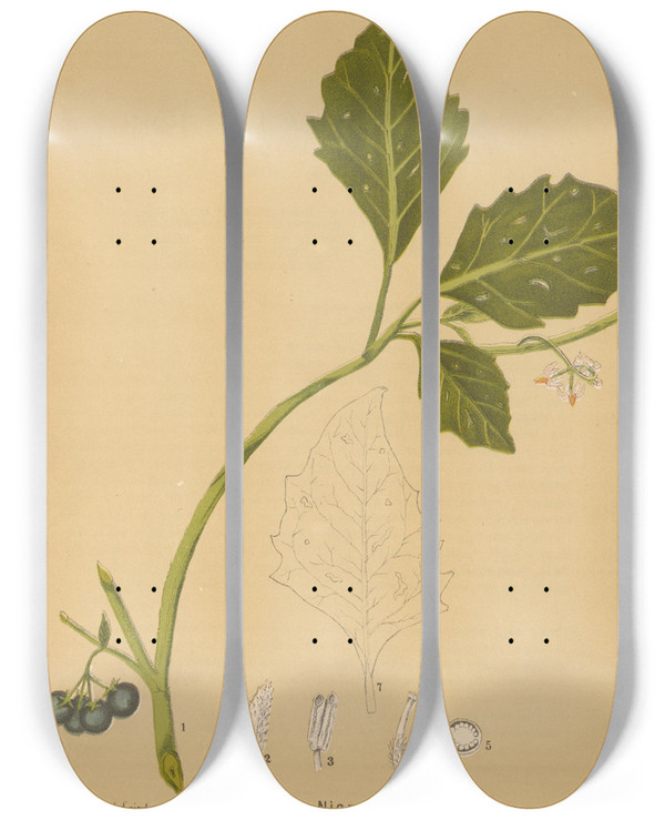 Triptych art skateboard deck of Charles Frederick Millspaugh Medicinal Plants Pl019 by Charles Frederick Millspaugh (1854-1923)