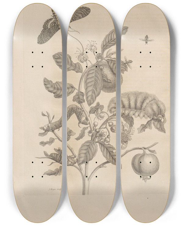 Triptych art skateboard deck of Maria Sibylla Merian Dissertatio De Generatione Et Metamorphosibus Insectorum Surinamensium Pl57 by Maria Sibylla Merian (1647-1717)