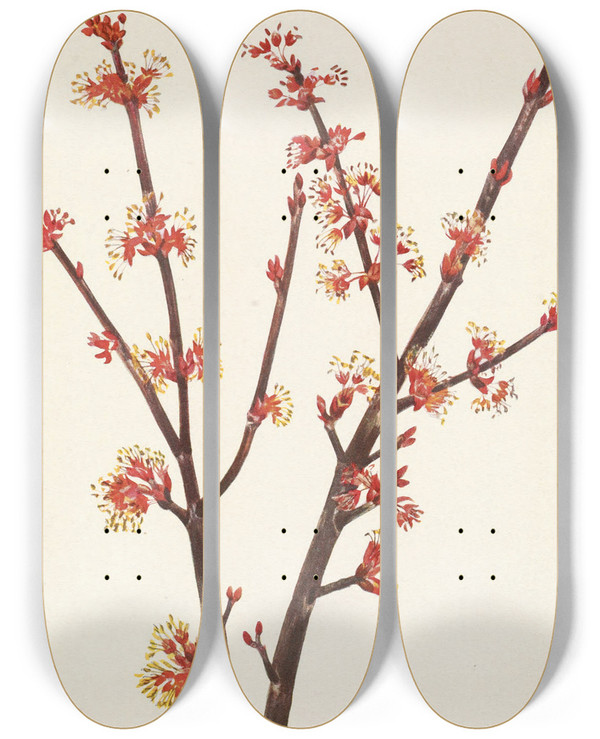 Triptych art skateboard deck of Mary Vaux Walcott Red Maple Acer Rubrum by Mary Vaux Walcott (1860-1940)