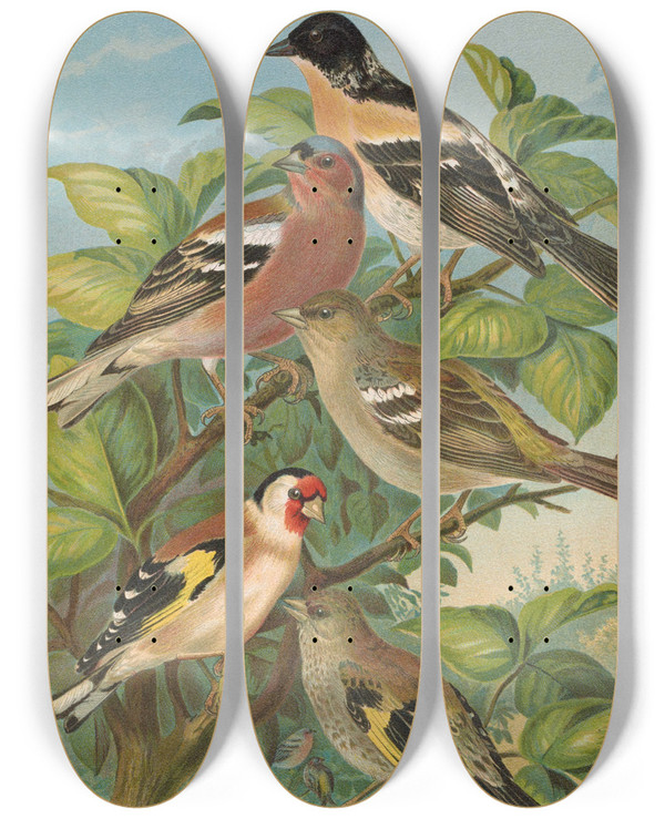 Triptych art skateboard deck of Johann Friedrich Naumann Fringilla Montifringilla Fringilla Coelebs Carduelis Carduelis by Johann Friedrich Naumann (1780-1857)