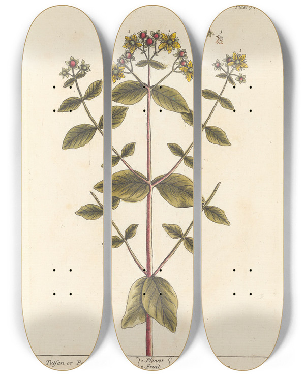 Triptych art skateboard deck of Elizabeth Blackwell Tutsan Or Park Leaves by Elizabeth Blackwell (1707-1758)