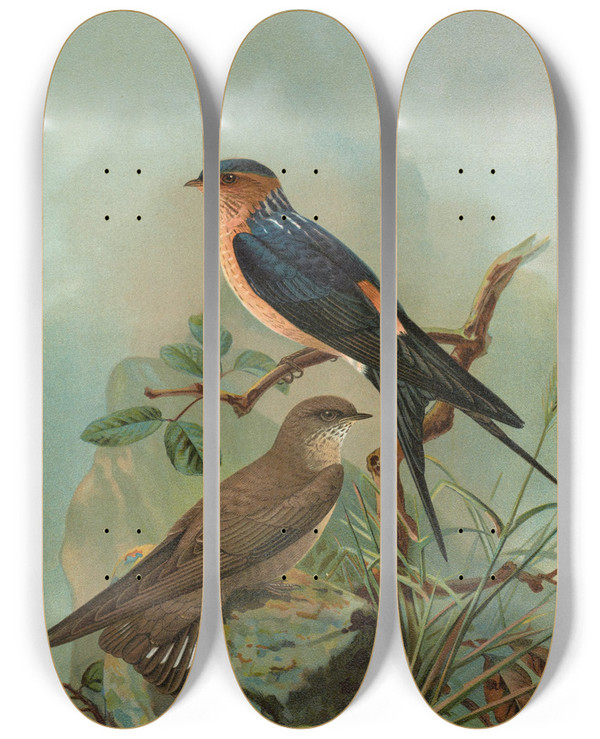 Triptych art skateboard deck of Johann Friedrich Naumann Hirundo Rufula Temm Biblis Rupestris by Johann Friedrich Naumann (1780-1857)