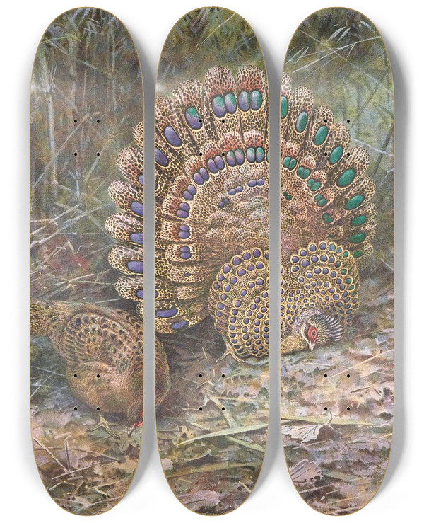 Triptych art skateboard deck of George Edward Lodge Malay Peacock Pheasant by George Edward Lodge (1860-1954)