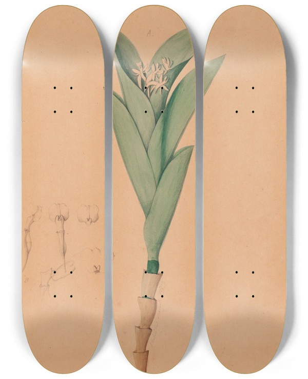 Triptych art skateboard deck of Joo Barbosa Rodrigues Iconographie Des Orchidees Du Bresil Pl44 by Joao Barbosa Rodrigues (1842-1909)