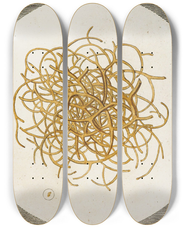 Triptych art skateboard deck of Martin Frobenius Ledermuller Amusement Microscopique Tant Pour Lesprit Que Pour Les Yeux Pl011 by Martin Frobenius Ledermu%Cc%88Ller (1719-1769)
