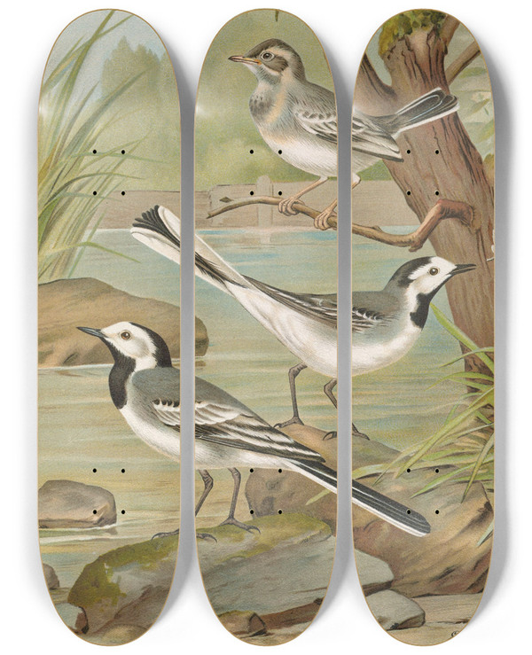 Triptych art skateboard deck of Johann Friedrich Naumann Motacilla Alba by Johann Friedrich Naumann (1780-1857)