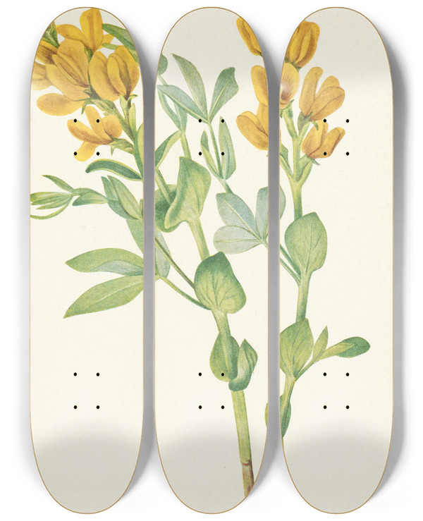Triptych art skateboard deck of Mary Vaux Walcott Goldenpea Thermopsis Rhombifolia by Mary Vaux Walcott (1860-1940)