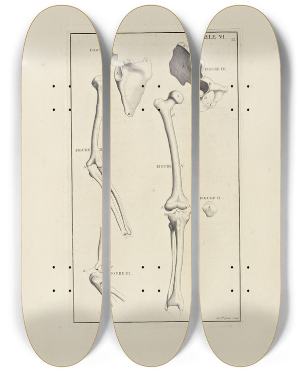 Triptych art skateboard deck of Michael Van Der Gucht Anatomy Improvd And Illustrated With Regard To The Uses Thereof In Designing Pl06 by Michael van der Gucht (1660-1725)
