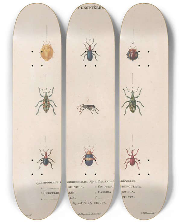 Triptych art skateboard deck of Jean Gabriel Pretre Insectes Recueillis En Afrique Et En Amrique Pl30 by Jean Gabriel Pretre (1768-1849)