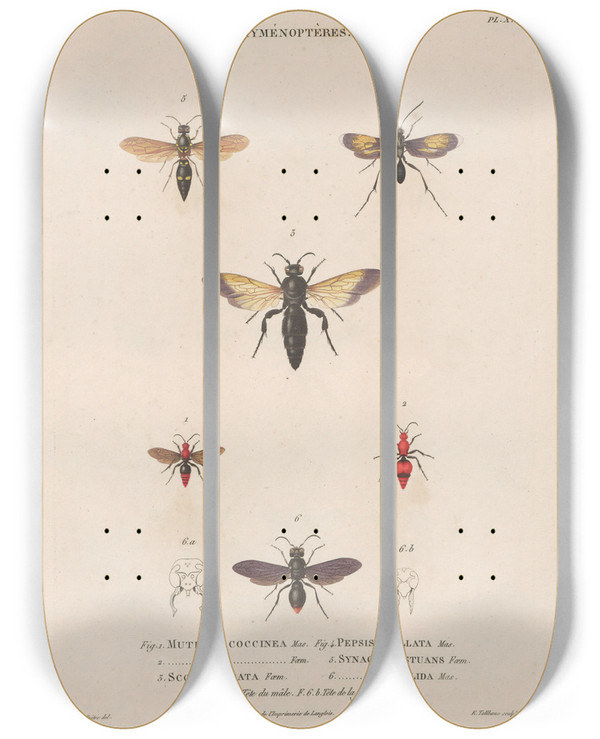 Triptych art skateboard deck of Jean Gabriel Pretre Insectes Recueillis En Afrique Et En Amrique Pl66 by Jean Gabriel Pretre (1768-1849)