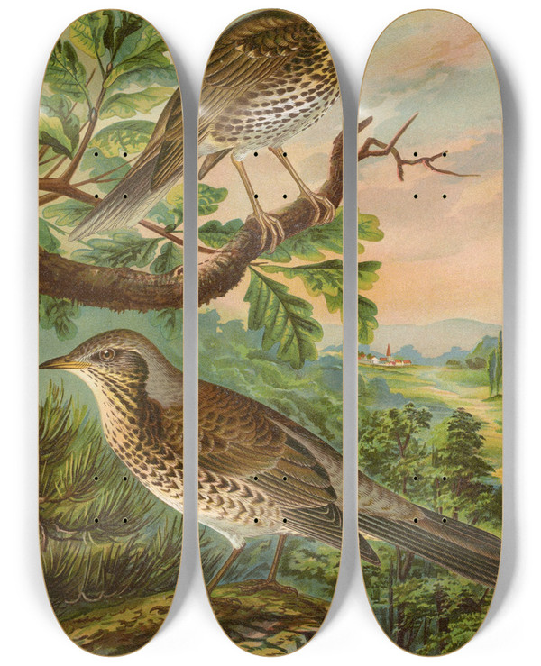 Triptych art skateboard deck of Johann Friedrich Naumann Turdus Musicus Turdus Pilaris by Johann Friedrich Naumann (1780-1857)