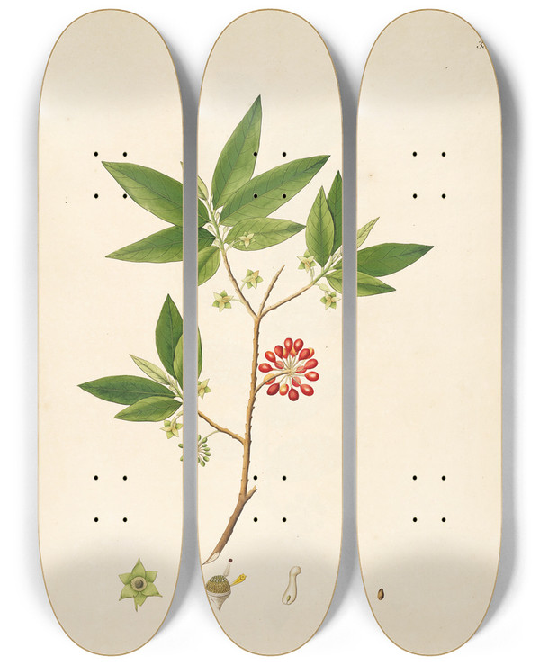 Triptych art skateboard deck of William Roxburgh Plants Of The Coast Of Coromandel Pl033 by William Roxburgh (1751-1815)
