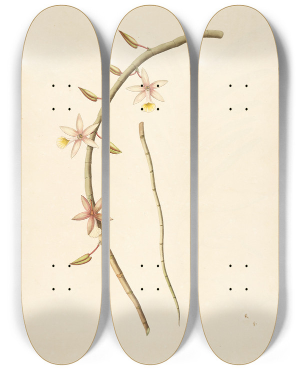 Triptych art skateboard deck of William Roxburgh Plants Of The Coast Of Coromandel Pl041 by William Roxburgh (1751-1815)