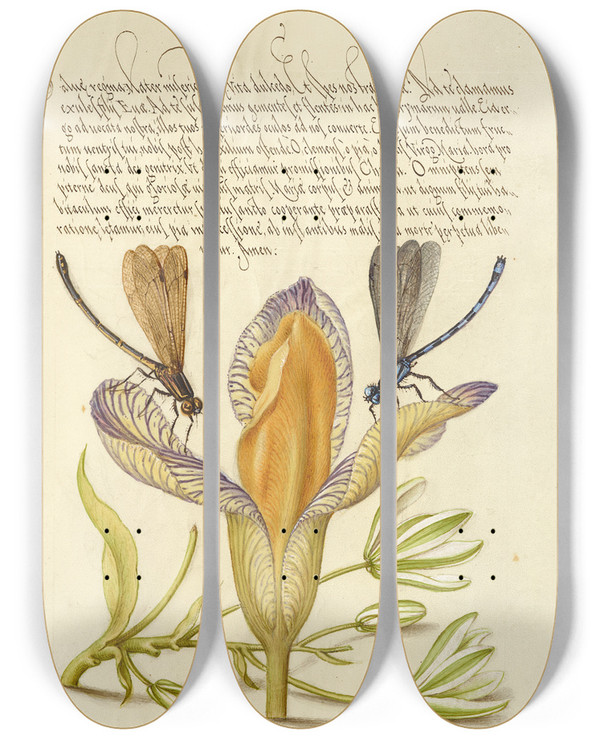 Triptych art skateboard deck of Joris Hoefnagel Damselflies Spanish Iris And Starofbethlehem by Joris Hoefnagel (1542-1600)
