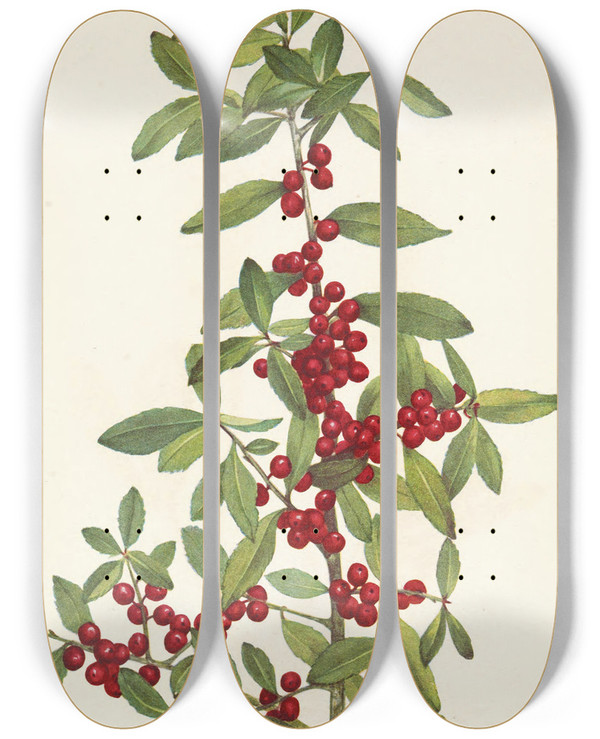 Triptych art skateboard deck of Mary Vaux Walcott Yaupon Ilex Vomitoria by Mary Vaux Walcott (1860-1940)