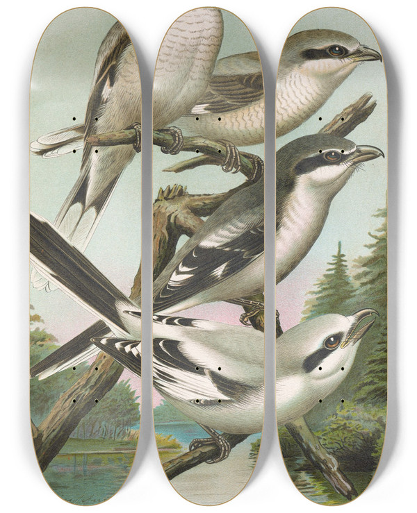 Triptych art skateboard deck of Johann Friedrich Naumann Lanius Excubitor Borealis Lanius Meridionalis Lanius Excubitor Homeyeri by Johann Friedrich Naumann (1780-1857)