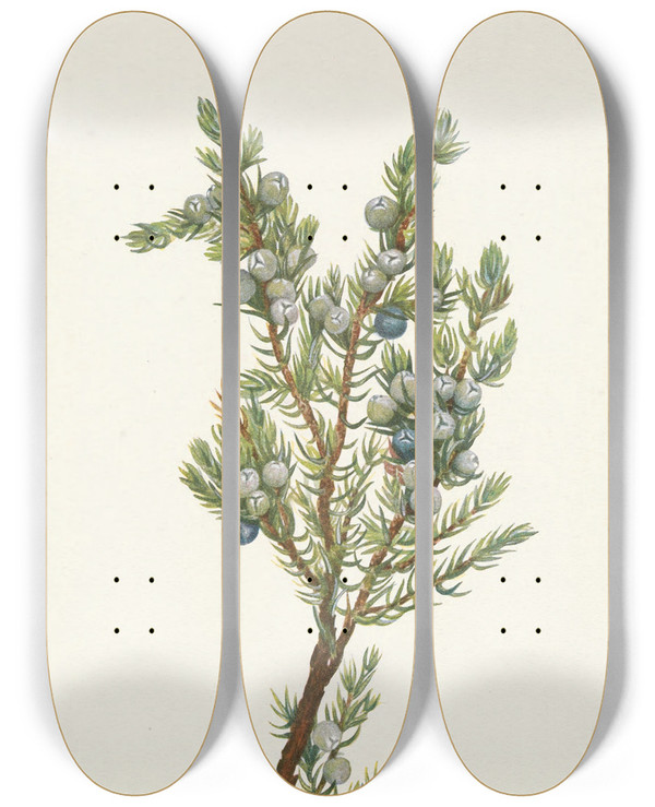 Triptych art skateboard deck of Mary Vaux Walcott Mountain Juniper Juniperus Sibirica by Mary Vaux Walcott (1860-1940)