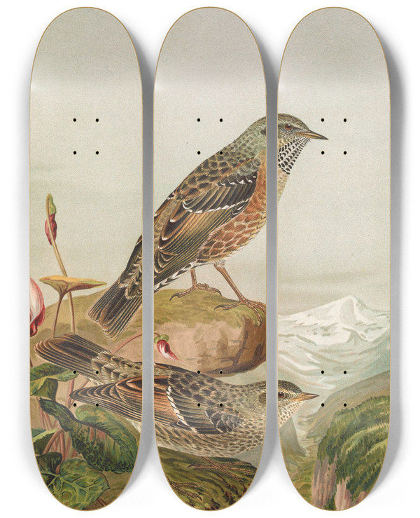 Triptych art skateboard deck of Johann Friedrich Naumann Accentor Collaris by Johann Friedrich Naumann (1780-1857)