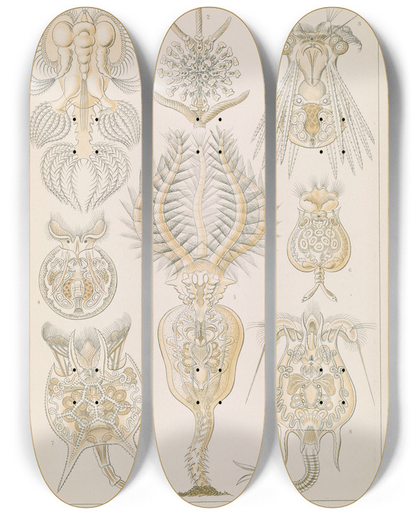 Triptych art skateboard deck of Ernst Haeckel Rotatoria Rdertiere by Ernst Haeckel (1834-1919)