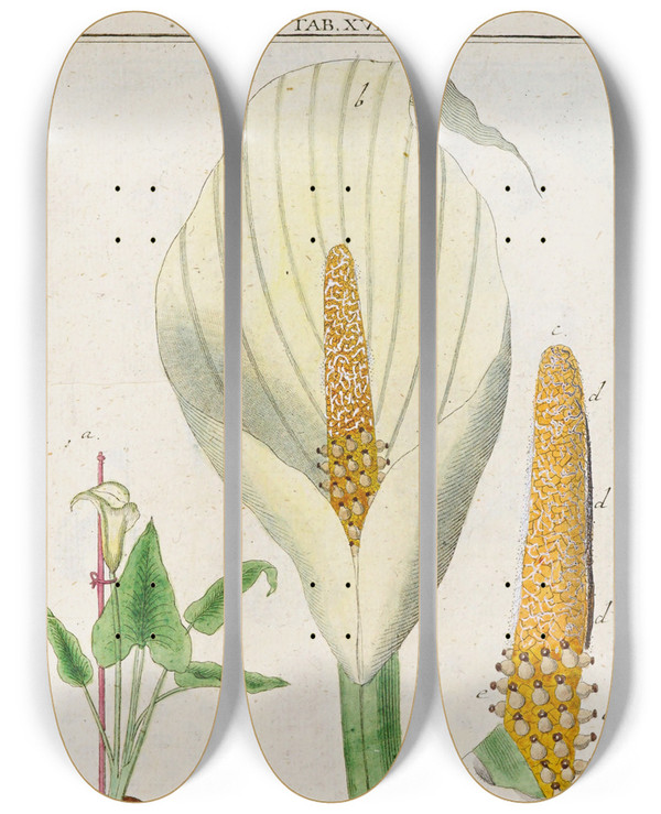 Triptych art skateboard deck of Martin Frobenius Ledermuller Amusement Microscopique Tant Pour Lesprit Que Pour Les Yeux Pl019 by Martin Frobenius Ledermu%Cc%88Ller (1719-1769)
