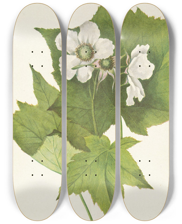 Triptych art skateboard deck of Mary Vaux Walcott Whiteflowering Raspberry Rubus Parviflorus by Mary Vaux Walcott (1860-1940)